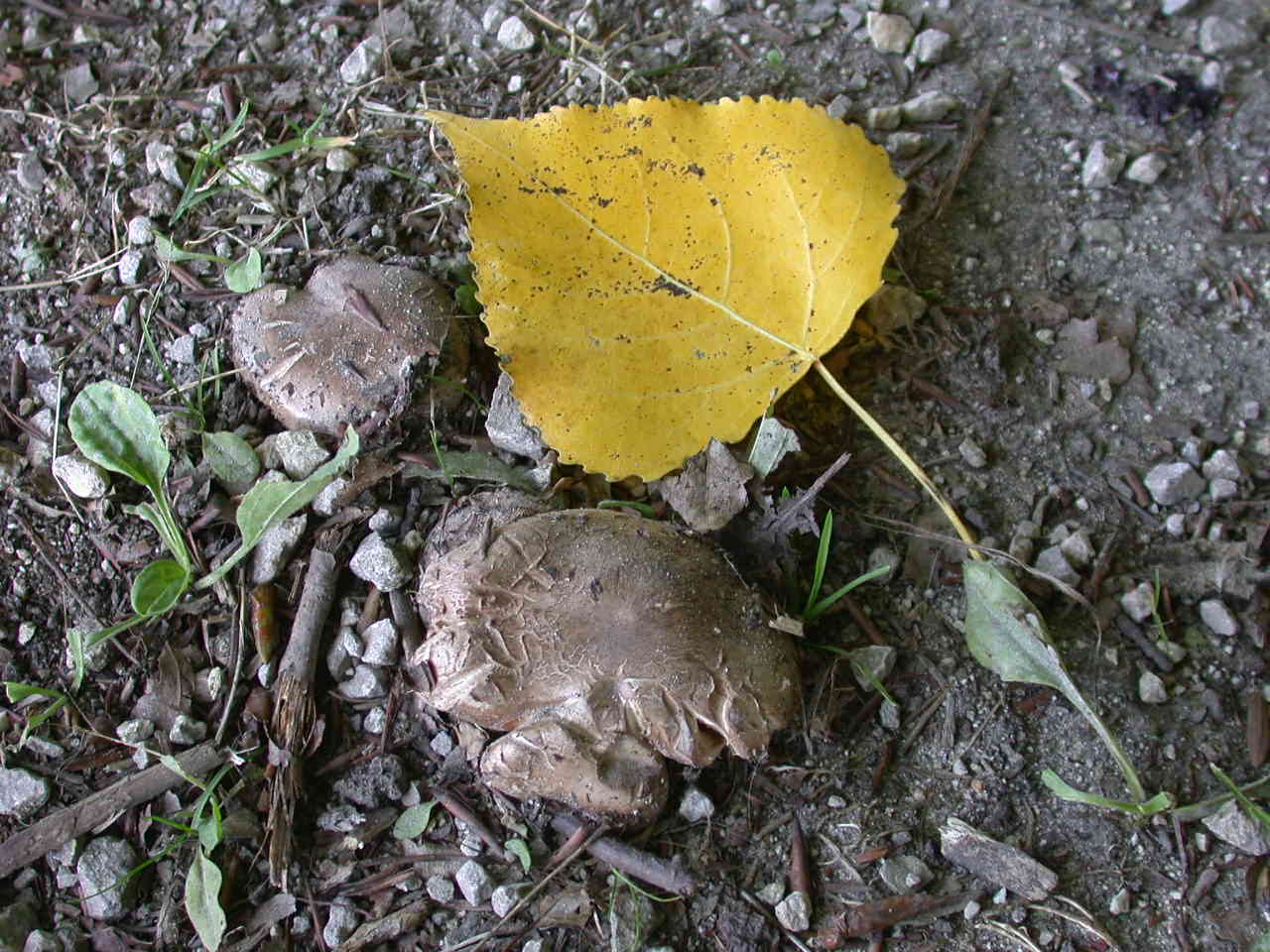 Tricholoma populinum ...!!!